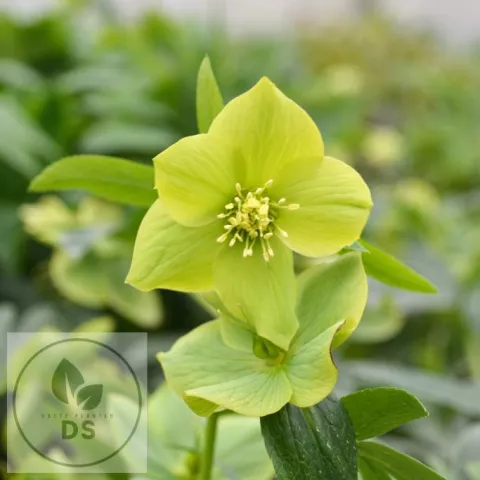 Helleborus odorus