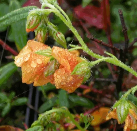 Helianthemum 'Orange Double'
