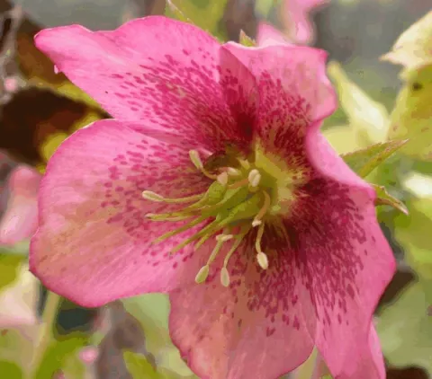Helleborus orientalis
