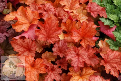 Heuchera 'Paprika' PBR