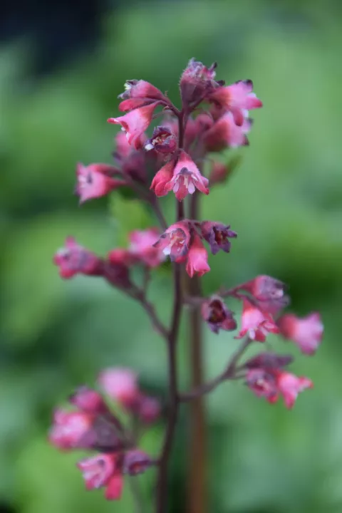 Heuchera 'Paris'