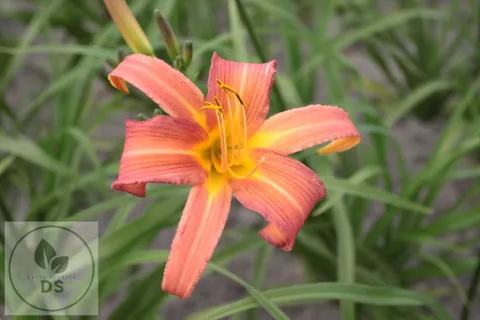 Hemerocallis 'Pink Charm'