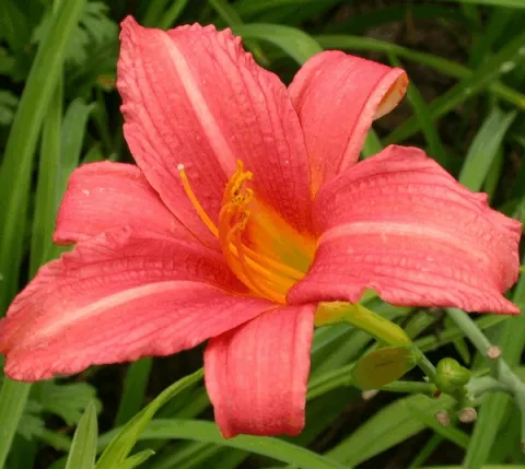 Hemerocallis 'Pink Damask'