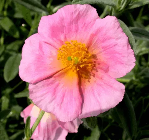 Helianthemum 'Pink Double'