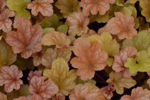 Heuchera 'Peach Flambé'