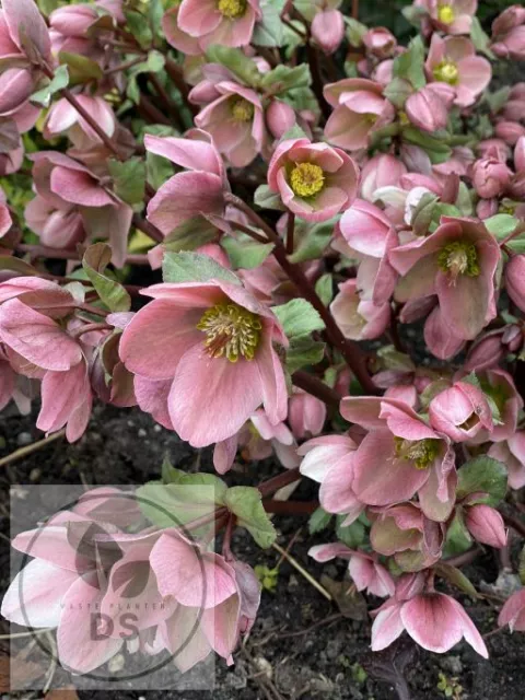 Helleborus ericsmithii 'Pirouette' PBR