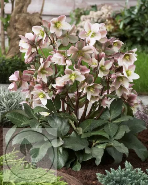 Helleborus ericsmithii 'Pirouette' PBR