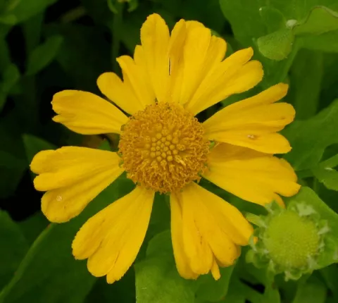 Helenium aut. 'Pumilum Magnificum'