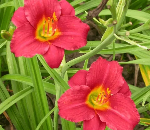 Hemerocallis 'Pardon Me'
