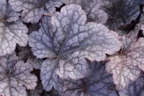 Heuchera 'Plum Pudding' - R