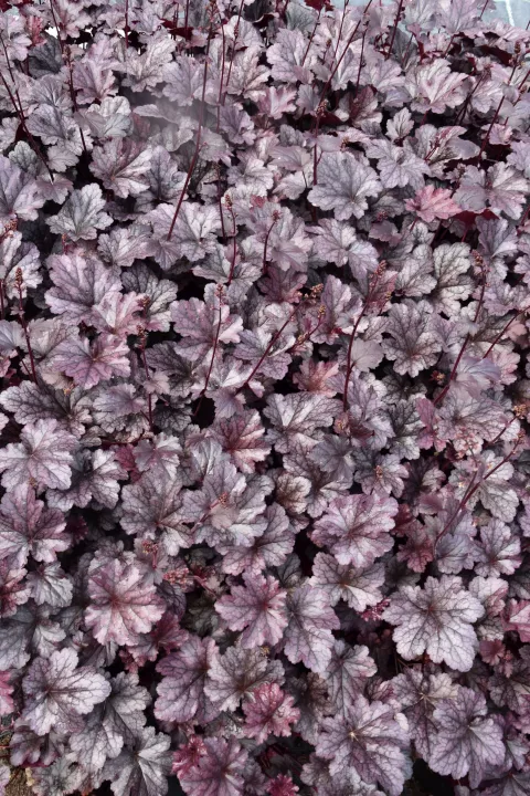 Heuchera 'Plum Pudding' - R