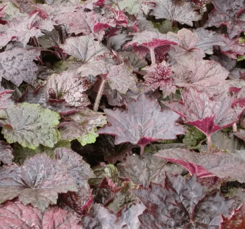Heuchera micr. 'Palace Purple'