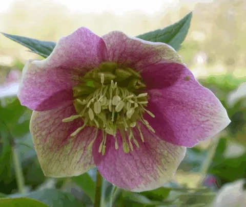 Helleborus purpurascens