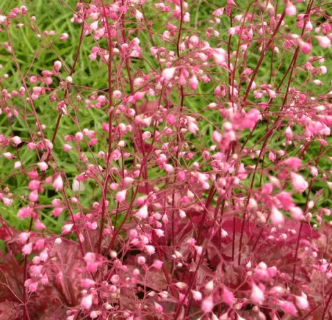 Heuchera 'Rachel'