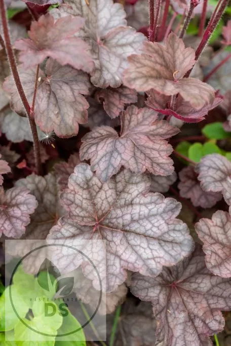 Heuchera 'Regina'