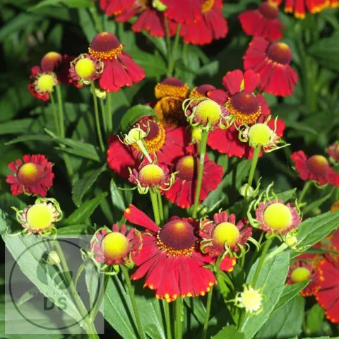 Helenium hybr. 'Red Jewel'