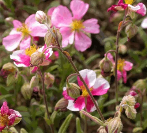 Helianthemum 'Raspberry Ripple'
