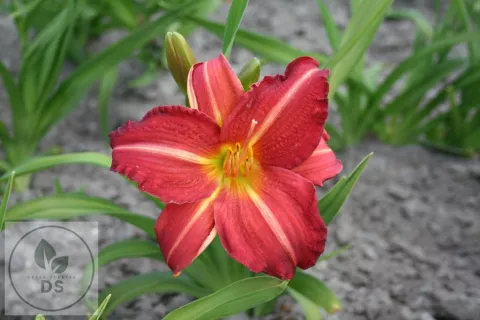 Hemerocallis 'Red Rum'
