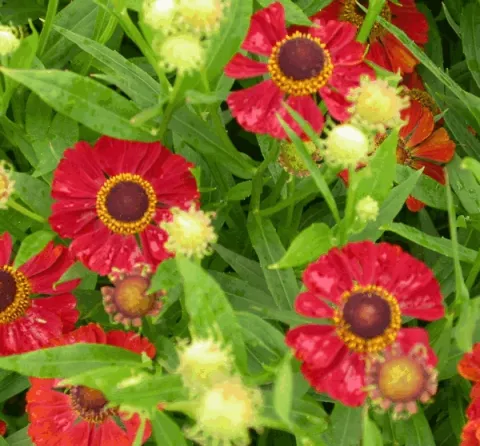 Helenium hybr. 'Rubinzwerg'