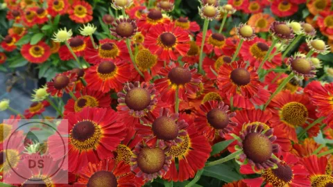 Helenium hybr. 'Salsa'