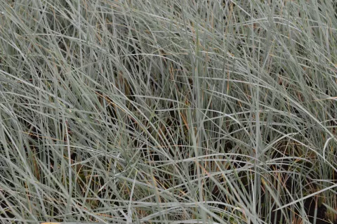 Helictotrichon semp. 'Saphirsprudel'