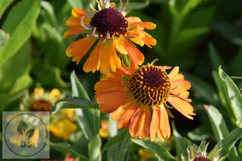 Helenium hybr. 'Short and Sassy'