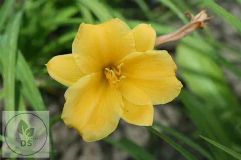 Hemerocallis 'Stella de Oro'