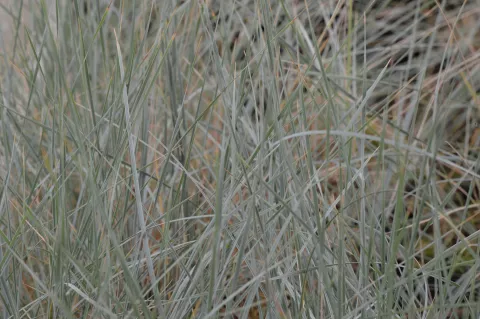 Helictotrichon sempervirens