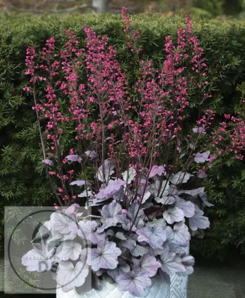 Heuchera 'Silver Gumdrop'