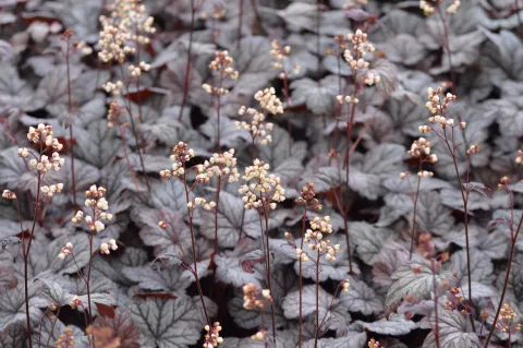 Heuchera 'Shanghai'