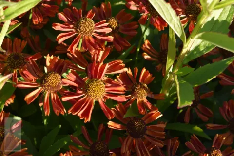 Helenium hybr. 'Siesta'