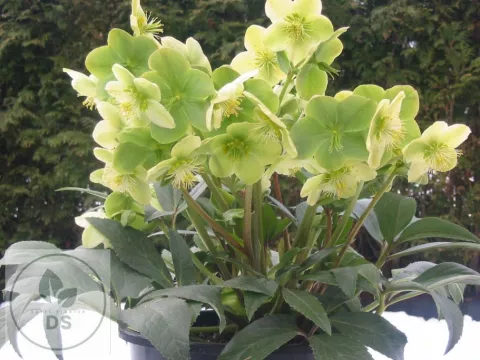 Helleborus nigercors 'Snow Love'