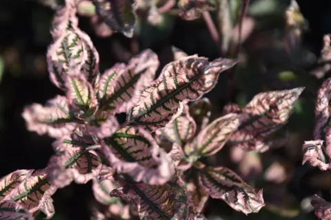 Heliopsis hel. 'Summer Pink'