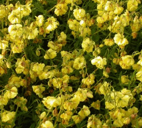 Helianthemum 'Sulphureum Plenum'