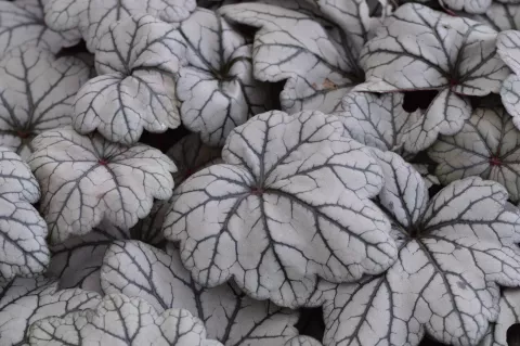 Heuchera 'Sugar Plum'