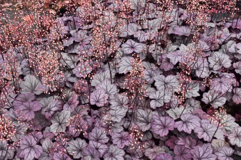 Heuchera 'Sugar Plum'