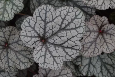 Heuchera 'Silver Scrolls'