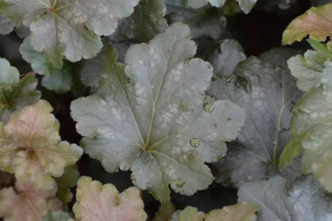 Heuchera 'Stormy Seas'