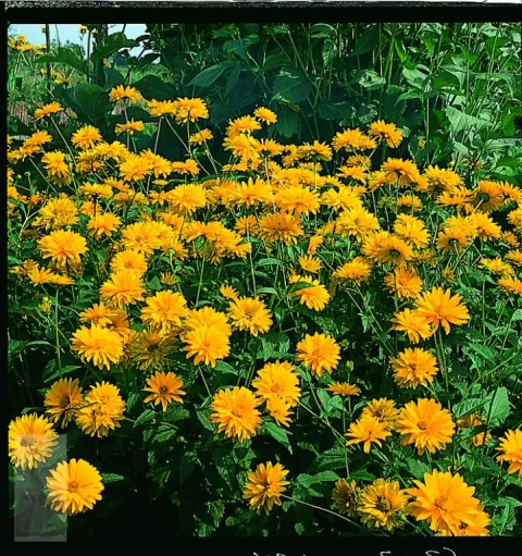 Heliopsis hel. 'Summer Sun'