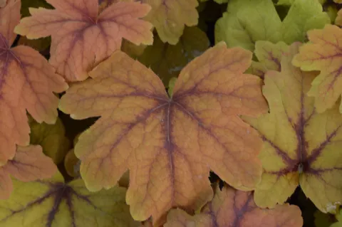 Heucherella 'Sweet Tea'
