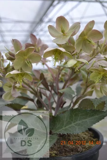 Helleborus x sternii