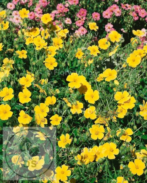 Helianthemum 'Sterntaler'