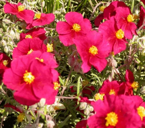 Helianthemum 'Supreme' ('Red Orient')