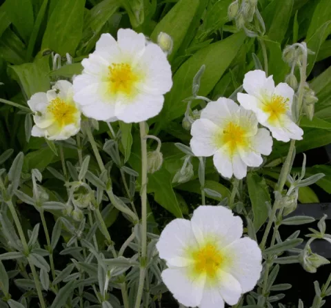 Helianthemum 'The Bride' ('Snow Queen')