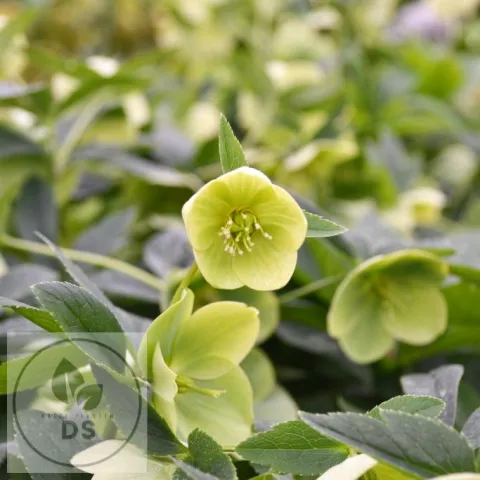 Helleborus viridis
