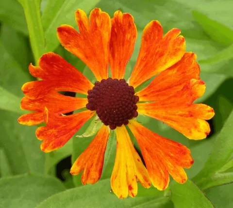 Helenium hybr. 'Waltraut'