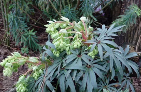 Helleborus foetidus 'Wester Fliske'