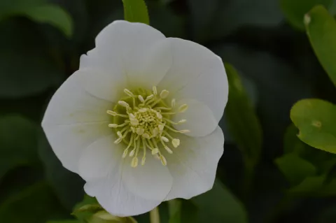 Helleborus or. 'White Lady'