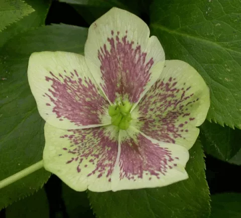 Helleborus or. 'White Lady Spotted'