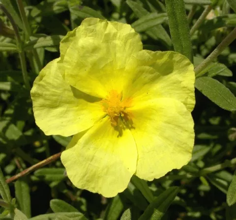 Helianthemum 'Wisley Primrose'